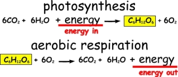 photosynthesis-respiration